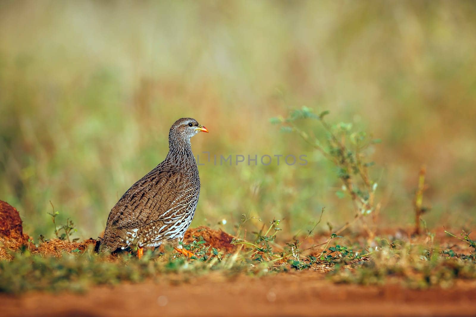 Natal francolin walking in the grass in Greater Kruger National park, South Africa ; Specie Pternistis natalensis family of Phasianidae