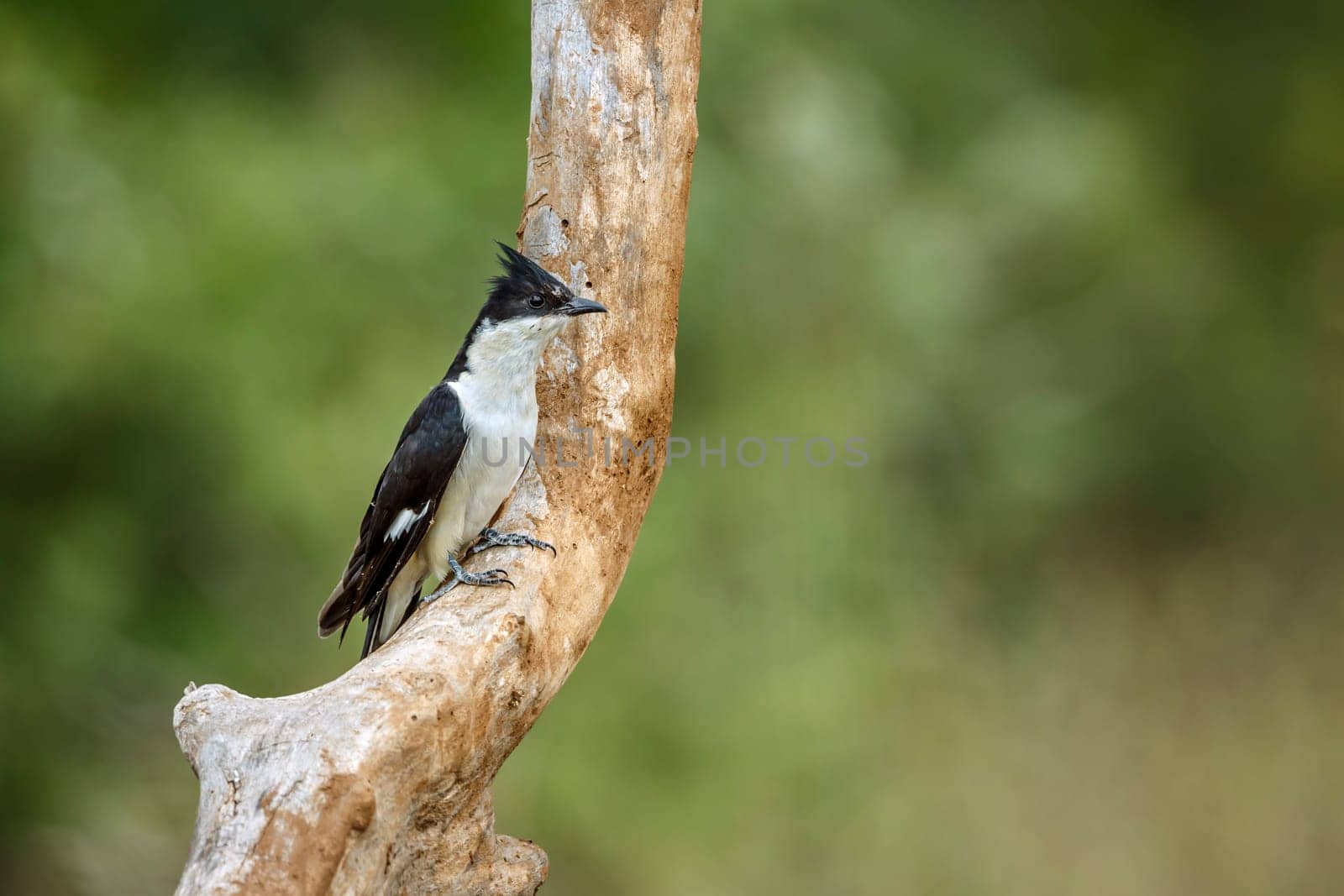 Pied Cuckoo standing on a branch front view in Greater Kruger National park, South Africa ; Specie Clamator jacobinus family of Cuculidae