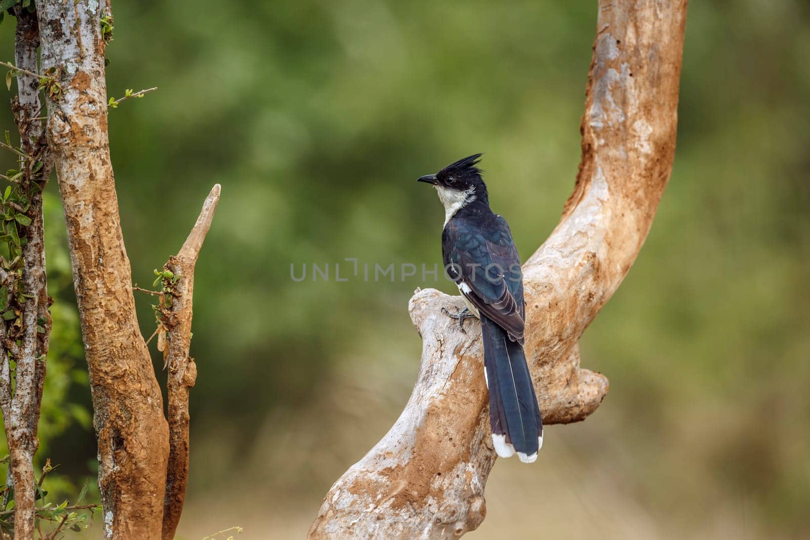 Pied Cuckoo standing on a branch rear view in Greater Kruger National park, South Africa ; Specie Clamator jacobinus family of Cuculidae