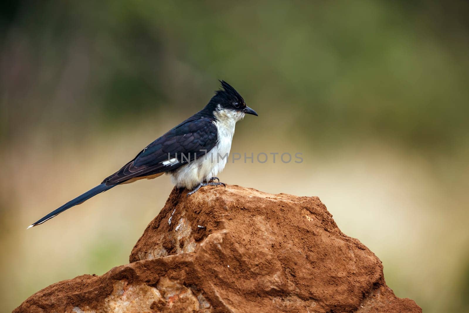 Pied Cuckoo standing on a rock isolated in natural background in Greater Kruger National park, South Africa ; Specie Clamator jacobinus family of Cuculidae