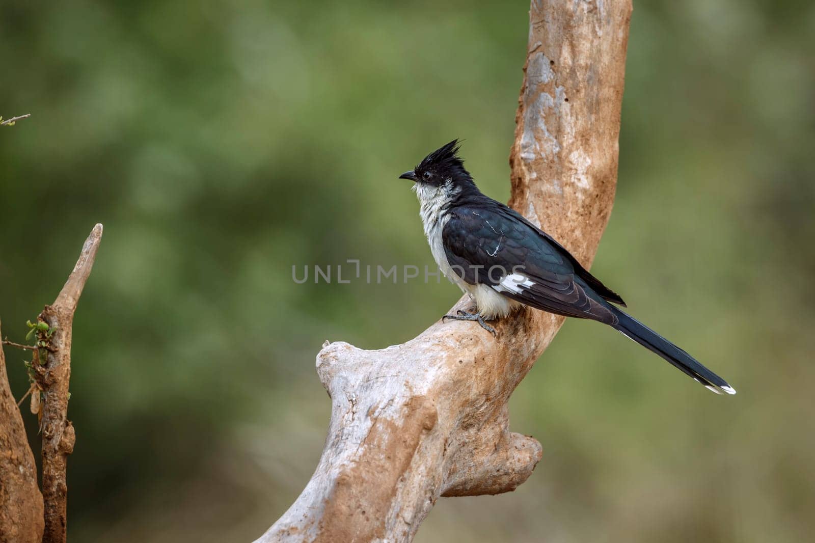 Pied Cuckoo standing on a branch rear view in Greater Kruger National park, South Africa ; Specie Clamator jacobinus family of Cuculidae