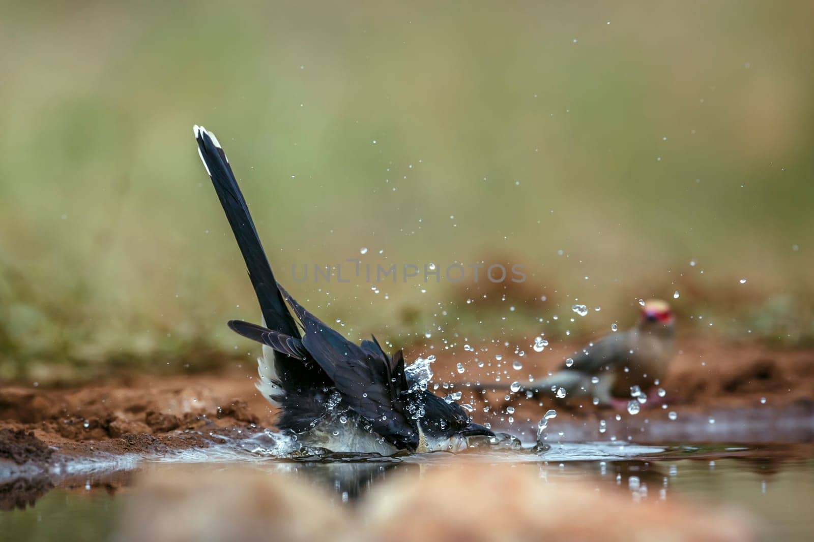 Pied Cuckoo bathing and splashing in waterhole in Greater Kruger National park, South Africa ; Specie Clamator jacobinus family of Cuculidae