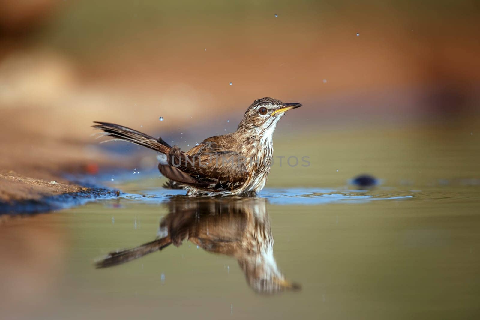 Red backed Scrub Robin bathing in waterhole with reflection in Greater Kruger National park, South Africa ; specie Cossypha heuglini family of Musicapidae