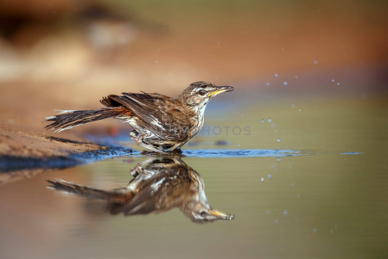 Red backed Scrub Robin bathing in waterhole with reflection in Greater Kruger National park, South Africa ; specie Cossypha heuglini family of Musicapidae