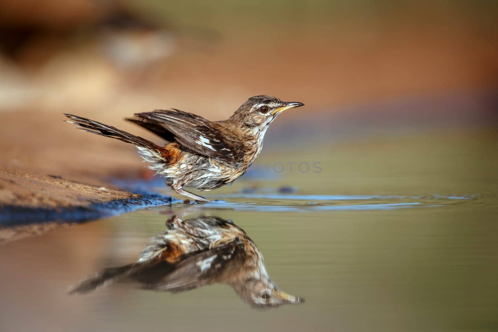 Red backed Scrub Robin bathing in waterhole with reflection in Greater Kruger National park, South Africa ; specie Cossypha heuglini family of Musicapidae