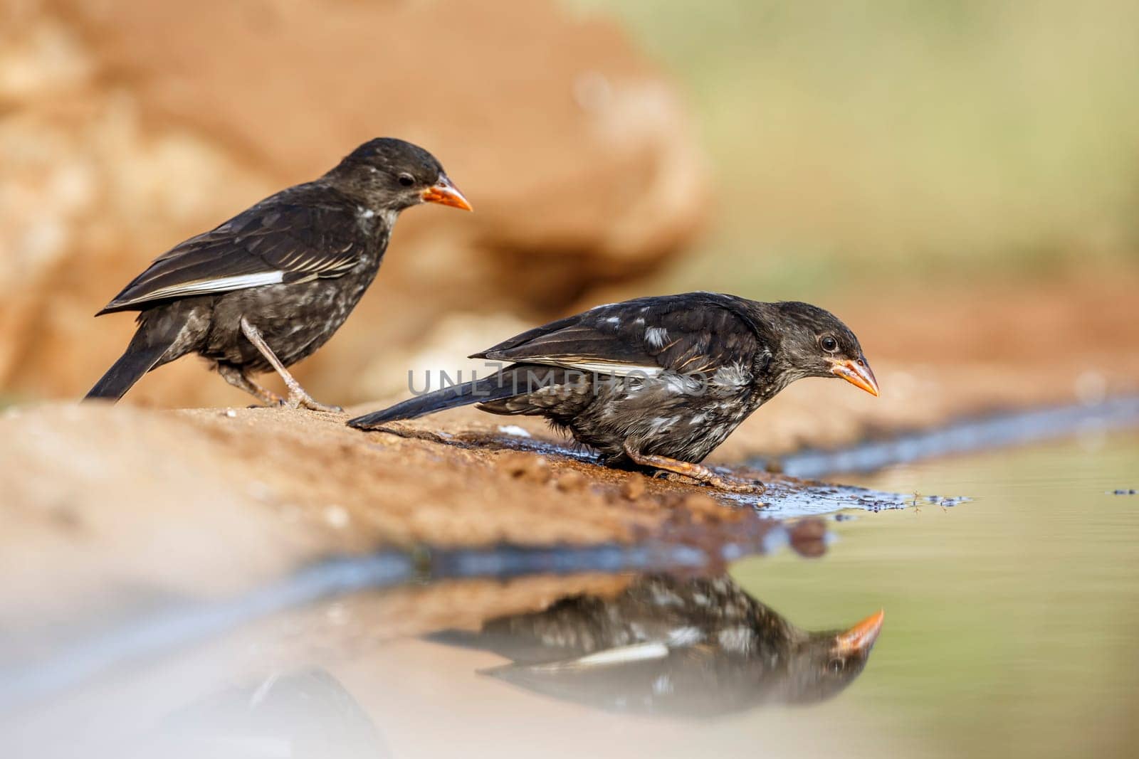 Two Red billed Buffalo Weaver along waterhole with reflection in Greater Kruger National park, South Africa ; Specie Bubalornis niger family of Ploceidae