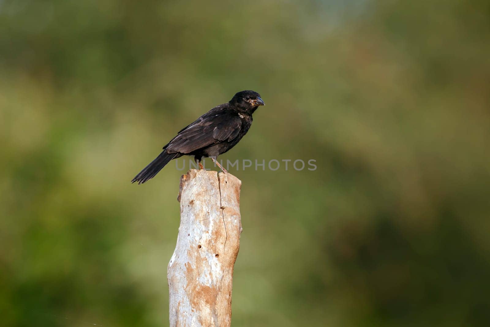 Red billed Buffalo Weaver juvenile standing on a pole isolated in natural background in Greater Kruger National park, South Africa ; Specie Bubalornis niger family of Ploceidae