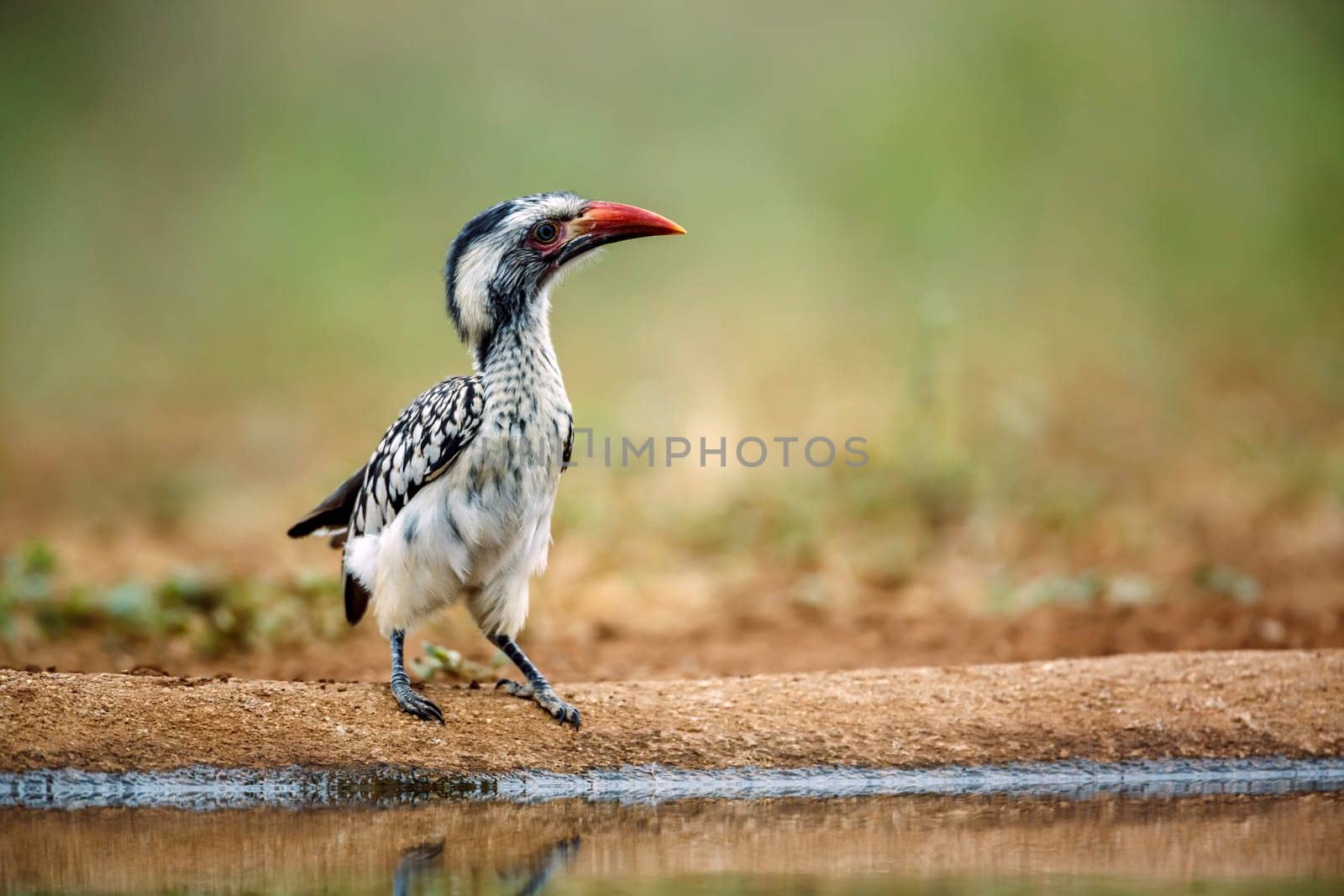 Southern Red billed Hornbill standing ground level along waterhole front view in Greater Kruger National park, South Africa ; Specie Tockus rufirostris family of Bucerotidae