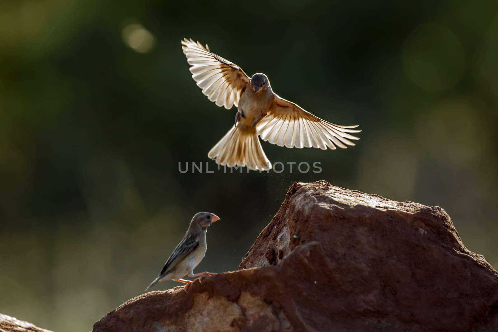 Red-billed Quelea juvenile in fligth  in Greater Kruger National park, South Africa ; Specie Quelea quelea family of Ploceidae