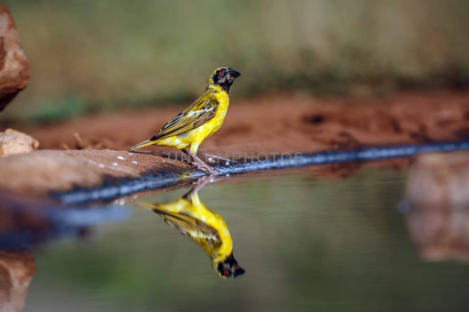 Southern Masked Weaver along waterhole with reflectioin in Greater Kruger National park, South Africa ; Specie Ploceus velatus family of Ploceidae
