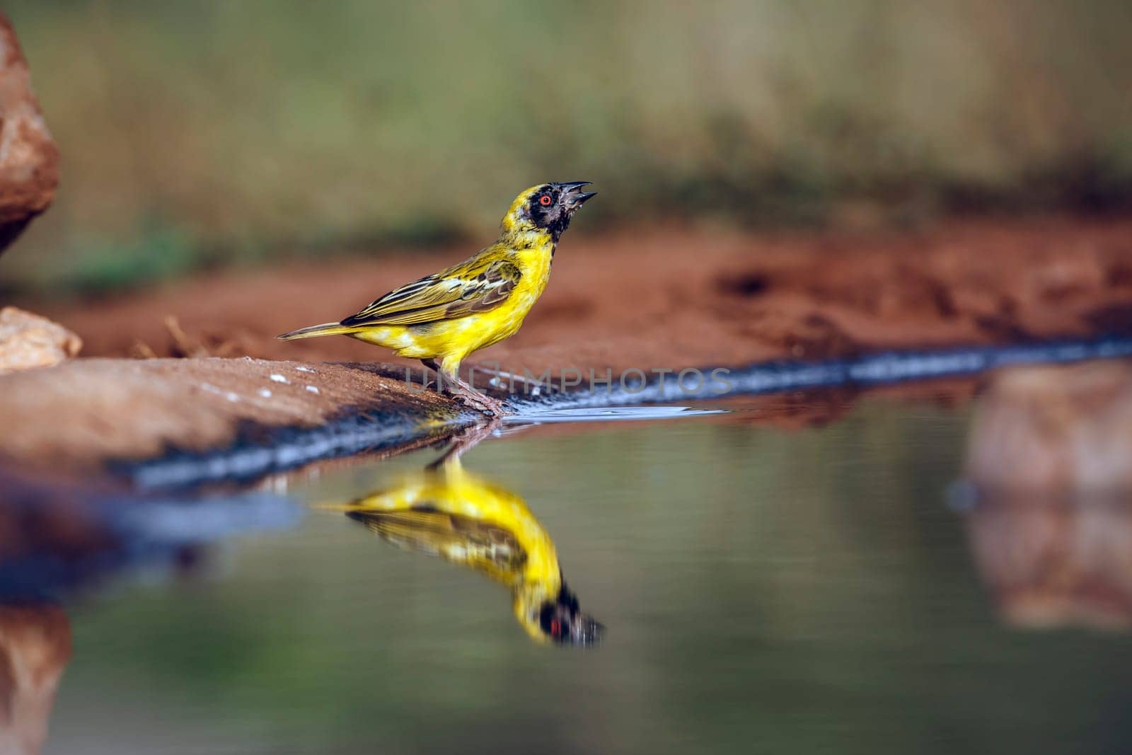 Southern Masked Weaver along waterhole with reflectioin in Greater Kruger National park, South Africa ; Specie Ploceus velatus family of Ploceidae
