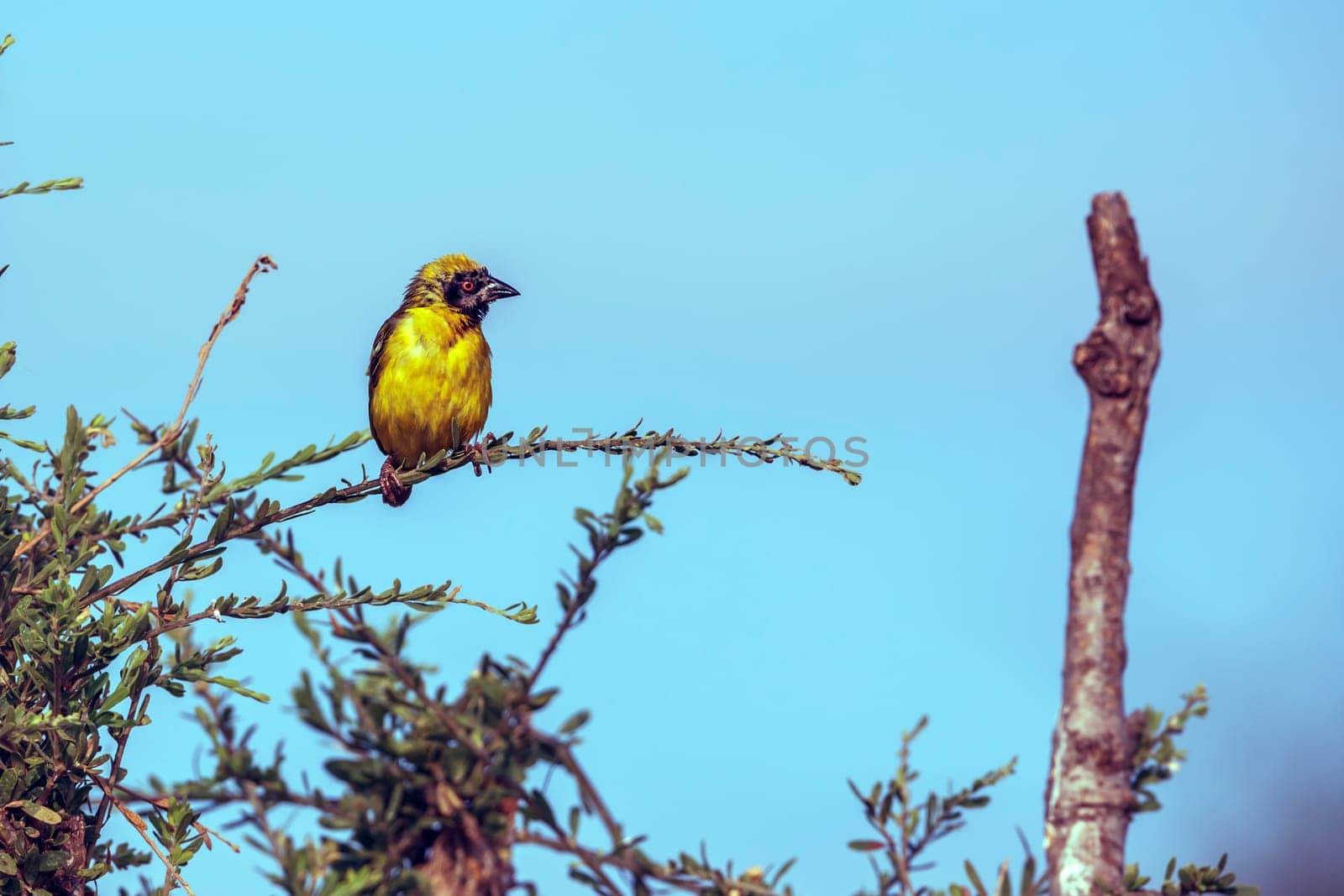 Southern Masked Weaver standing on a shrub isolated in blue sky in Greater Kruger National park, South Africa ; Specie Ploceus velatus family of Ploceidae