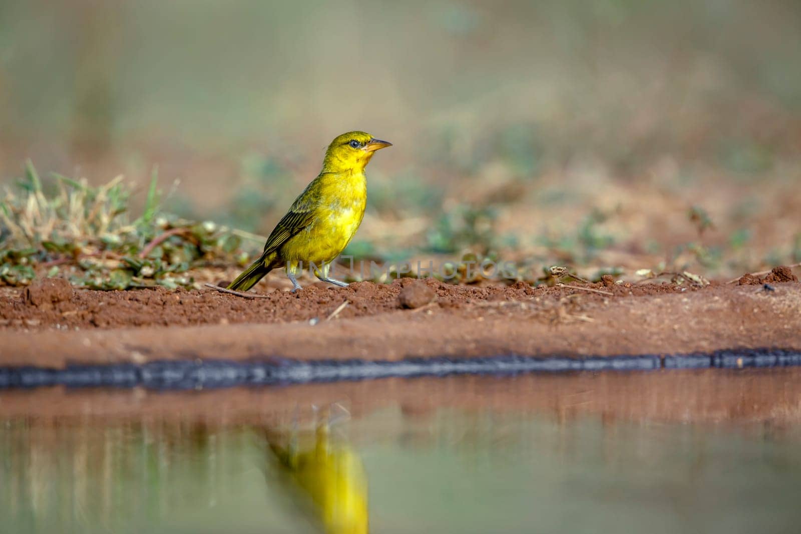 Spectacled Weaver along waterhole in Greater Kruger National park, South Africa ; Specie Ploceus ocularis family of Ploceidae