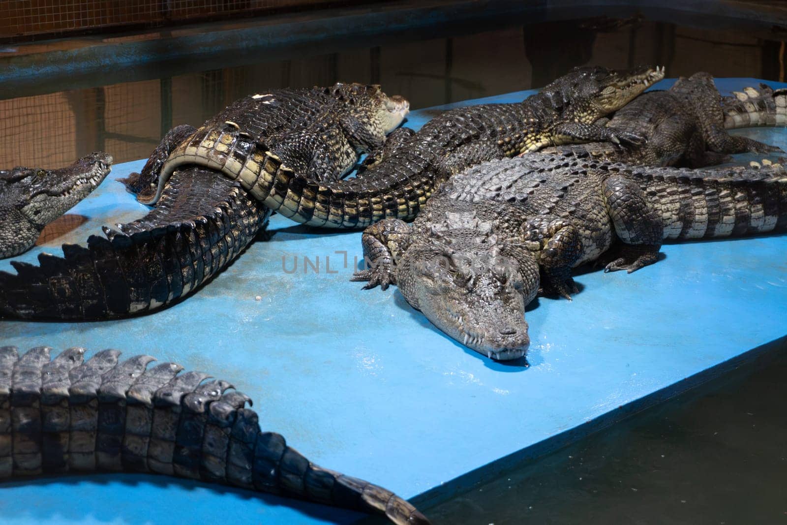 Group of crocodiles resting on blue platform in indoor enclosure