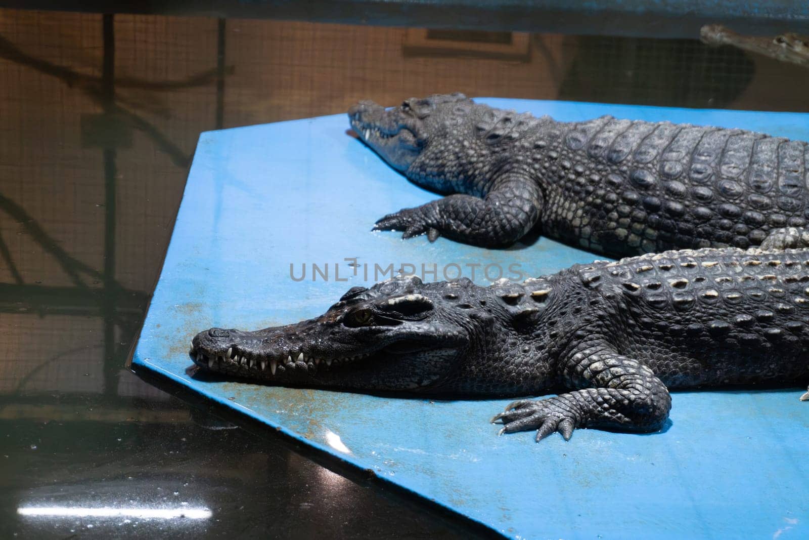 Two resting alligators on blue platform in aquarium habitat.