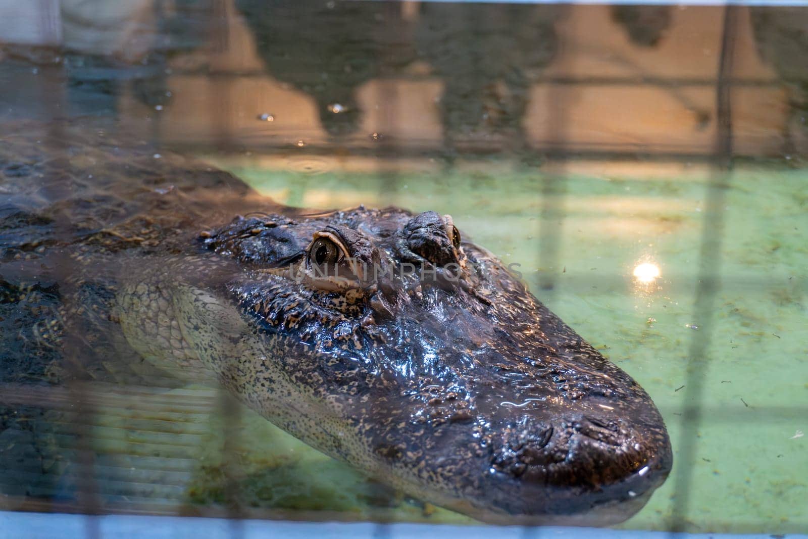 Close-up of an alligator resting in murky water behind a metal fence.