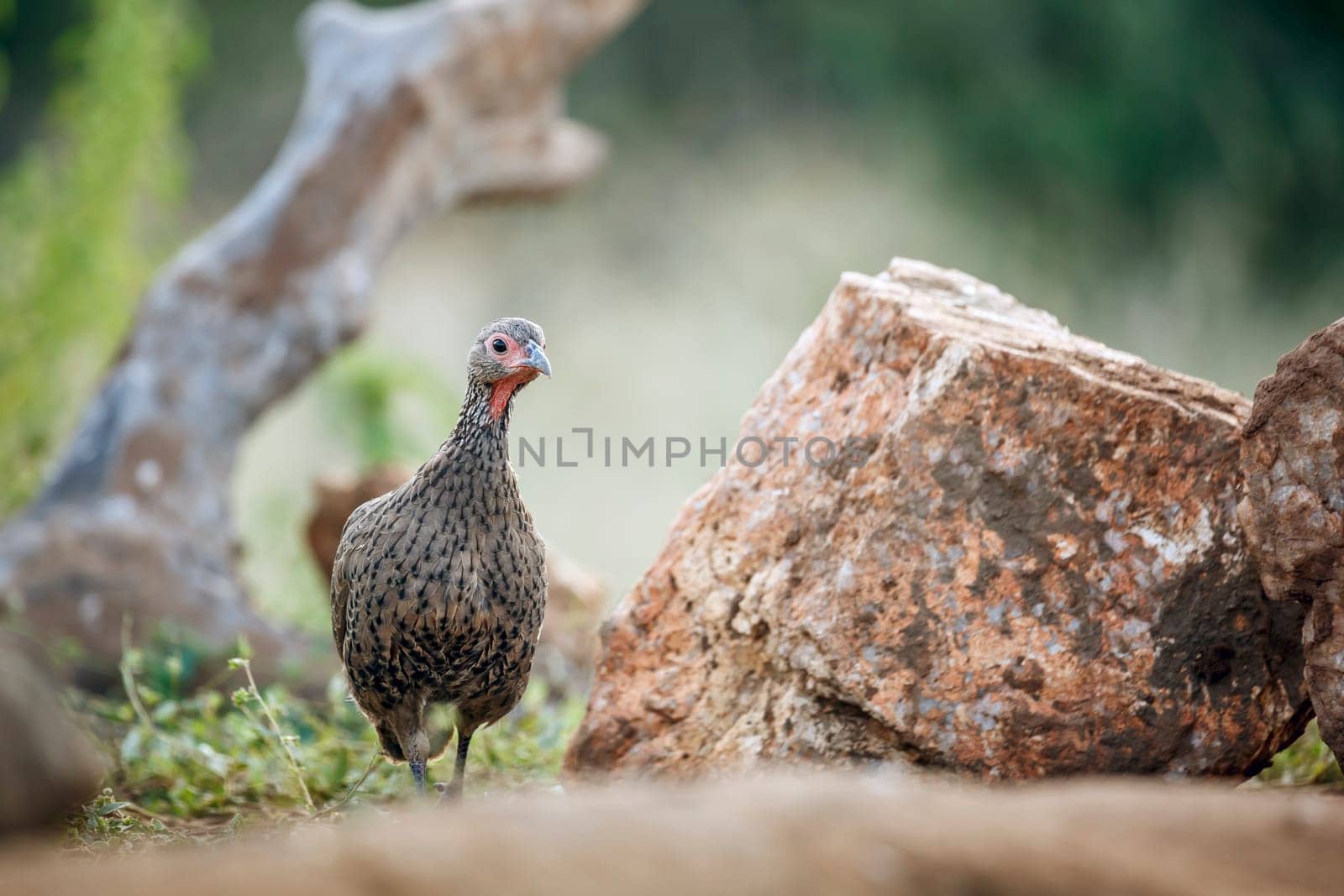 Swainson's Spurfowl walking front view ground level in Greater Kruger National park, South Africa ; Specie Pternistis swainsonii family of Phasianidae
