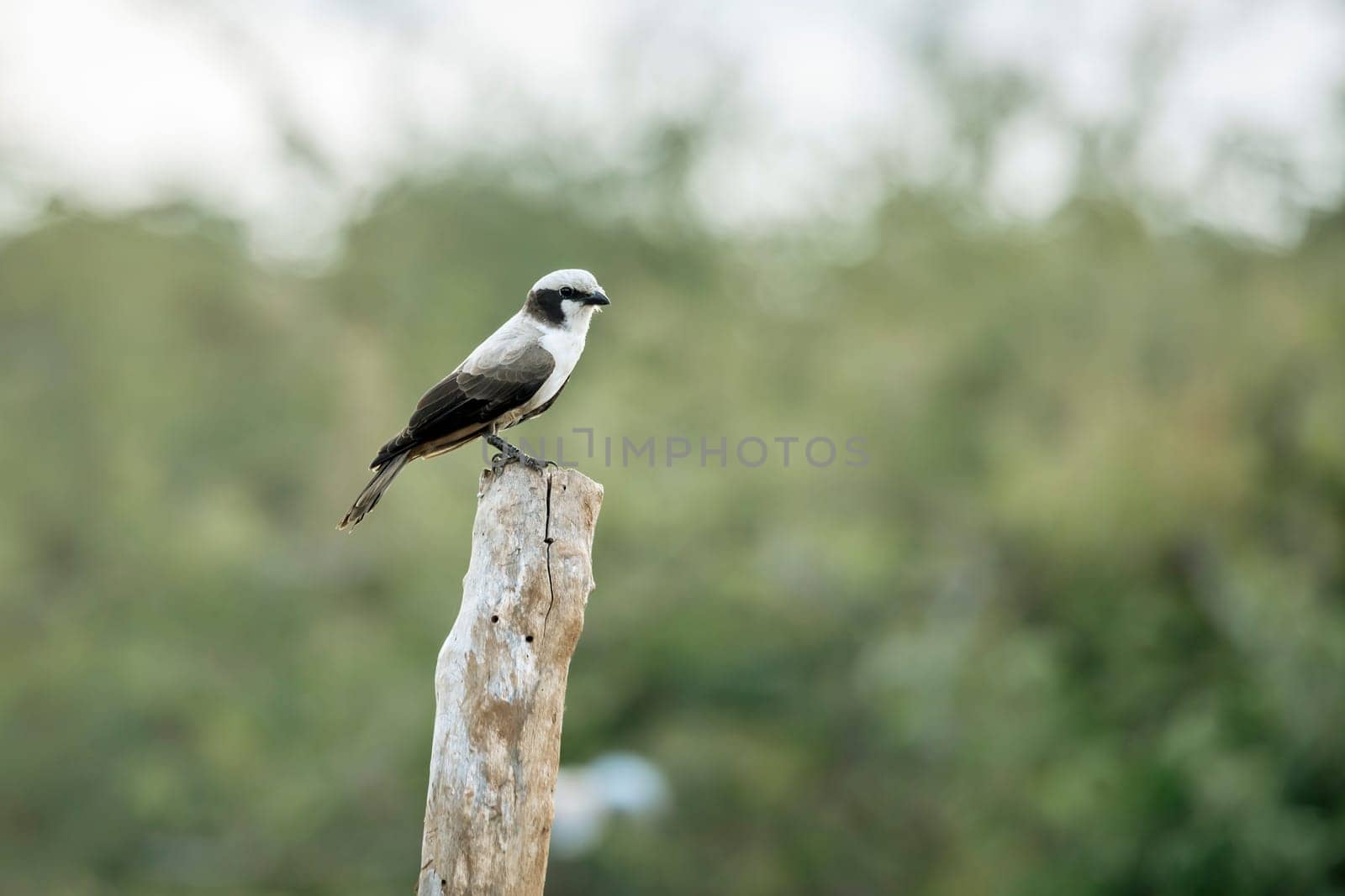 White crowned Shrike standing on a pole isolated in natural background in Greater Kruger National park, South Africa ; Specie Eurocephalus anguitimens family of Laniidae