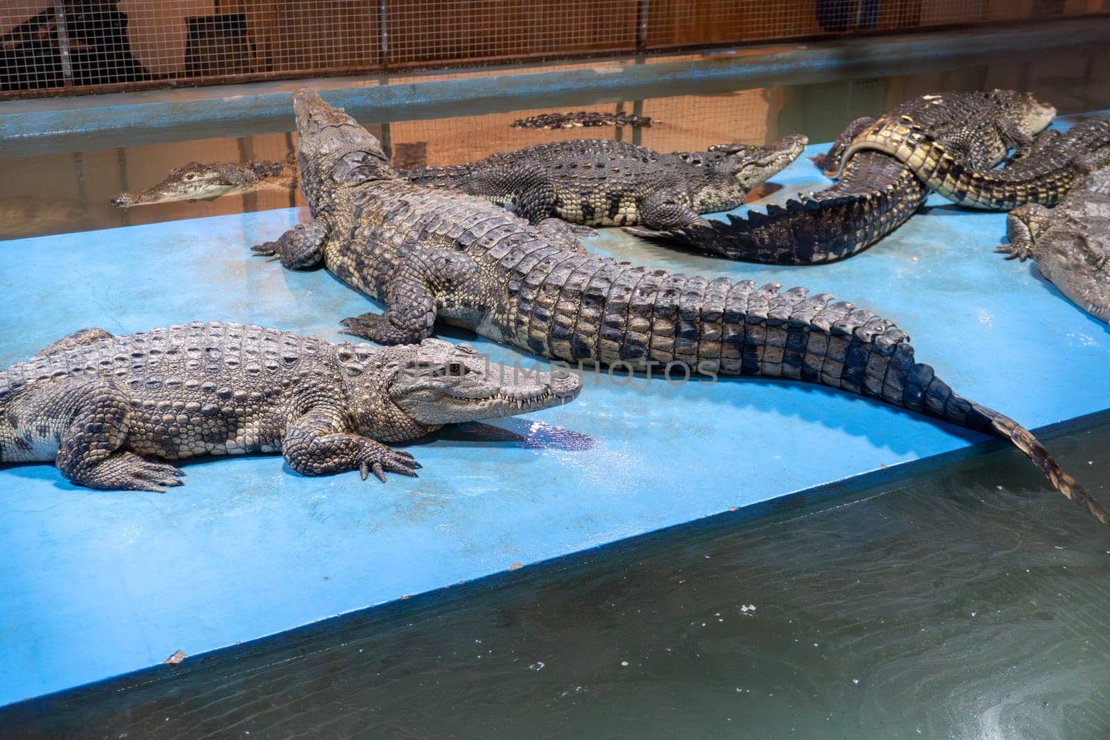 Group of alligators resting on blue platform in enclosure