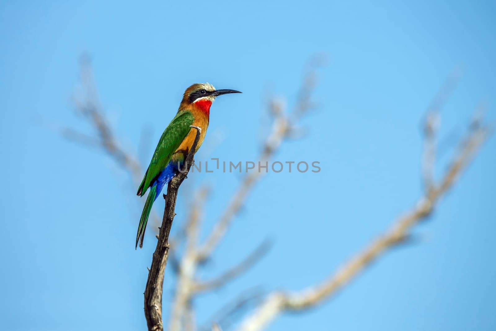 White fronted Bee eater standing on a branch isolated in blue sky in Greater Kruger National park, South Africa ; Specie Merops bullockoides family of Meropidae