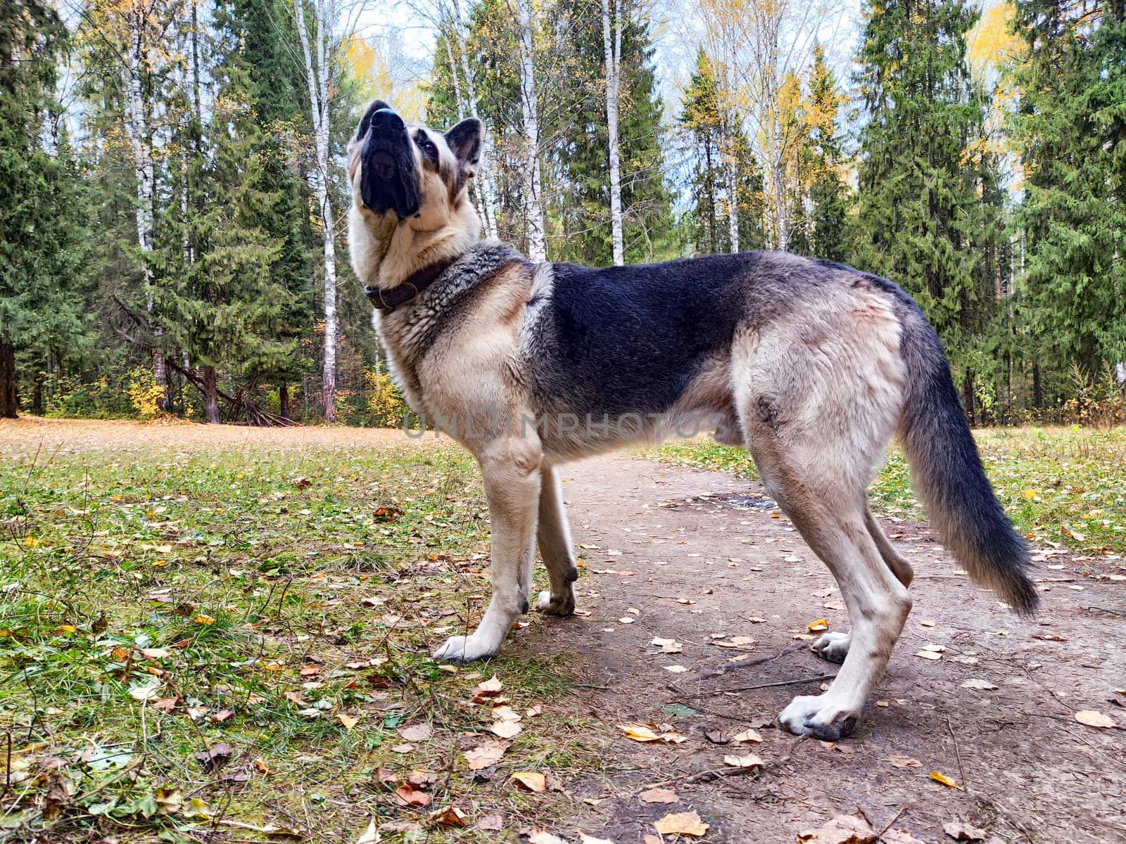 A confident eastern European shepherd stands in a forest, surrounded by autumn leaves and tall trees, enjoying the outdoors.