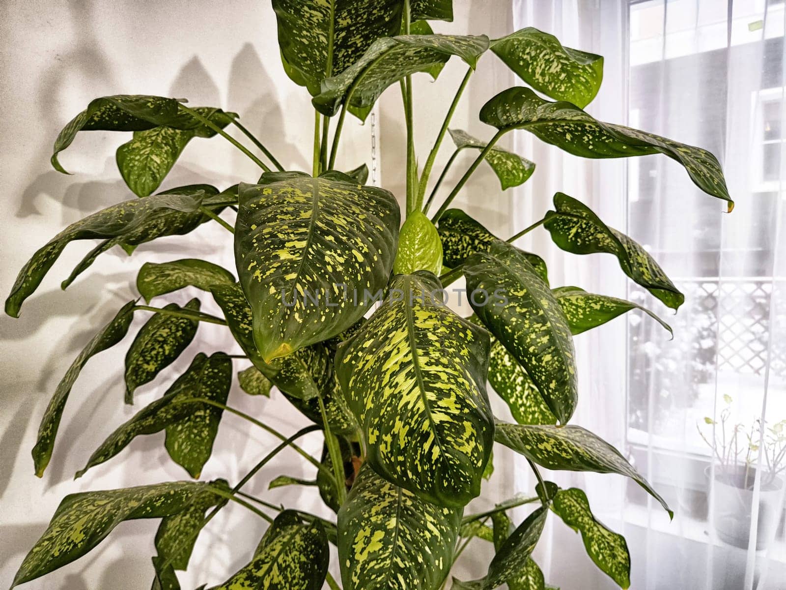 Dieffenbachia plant in a pot on a stool by the window. Retro interior in light colors. Background with plant with green leaves and fabric