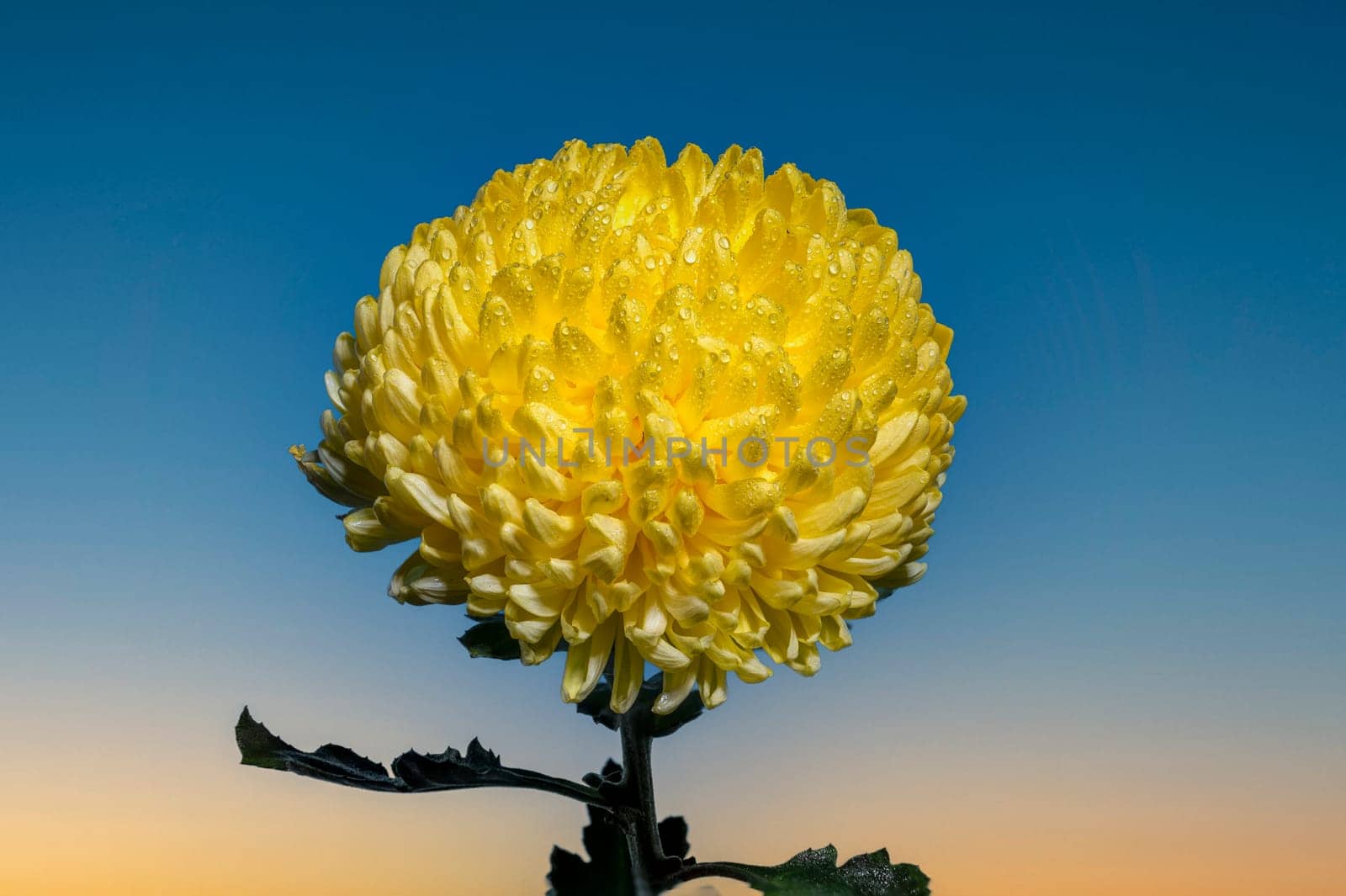 Yellow chrysanthemum flower on a blue background. Flower head close-up