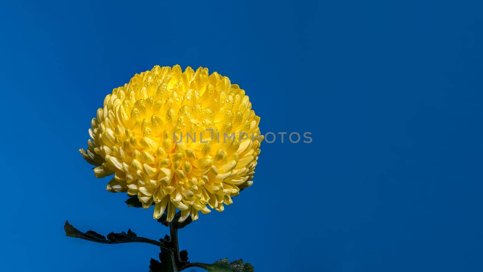 Yellow chrysanthemum flower on a blue background. Flower head close-up