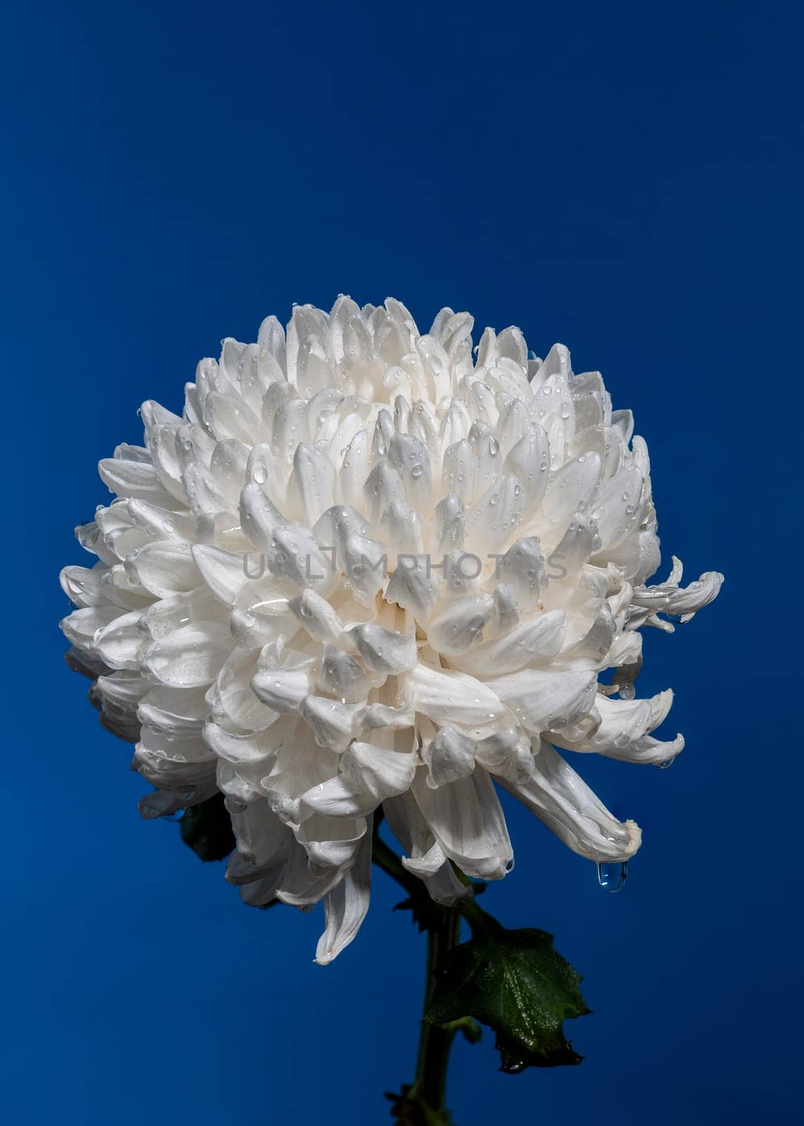 White chrysanthemum flower on a blue background. Flower head close-up