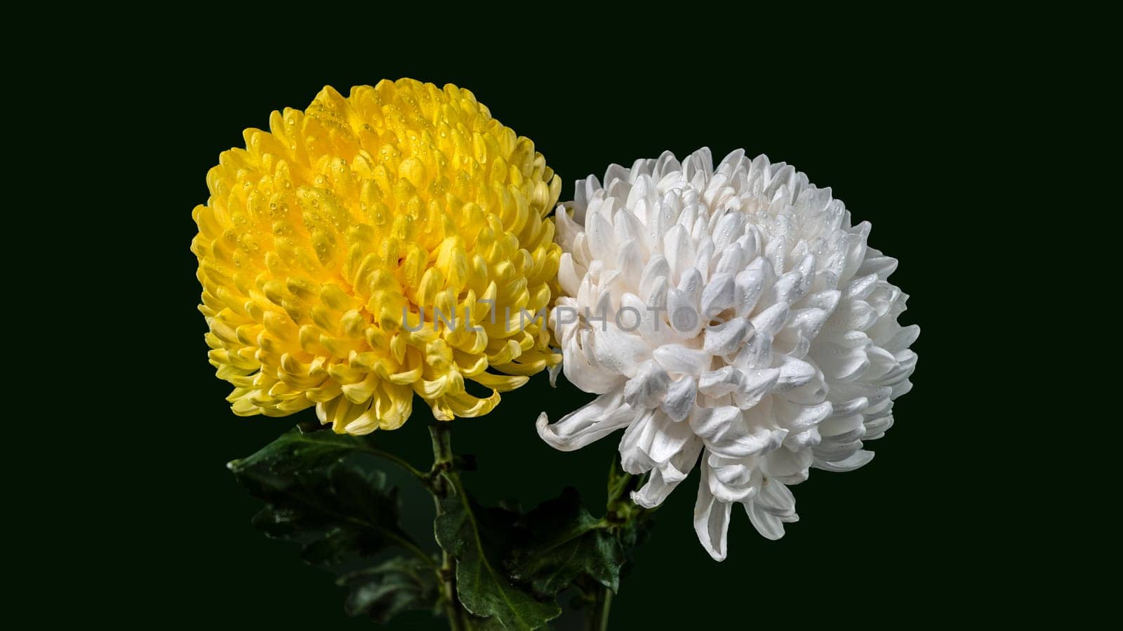 White and Yellow chrysanthemums on a dark green background. Flower heads close-up.