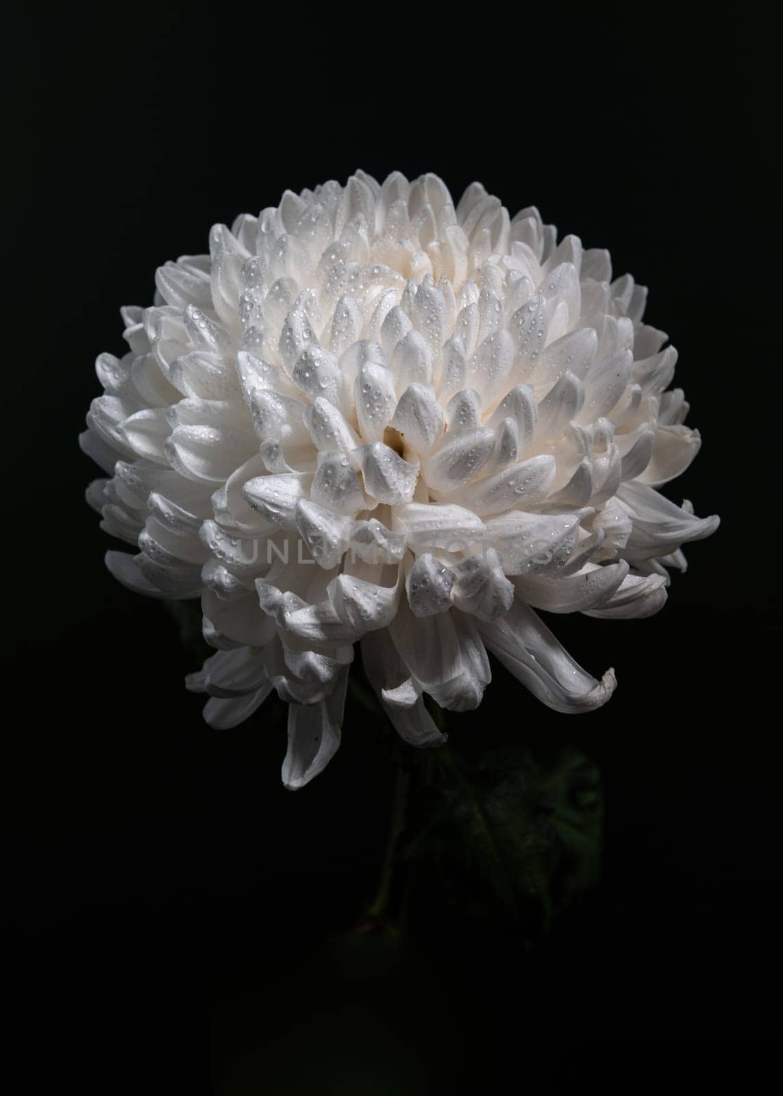 White chrysanthemum on a black background. Flower heads close-up