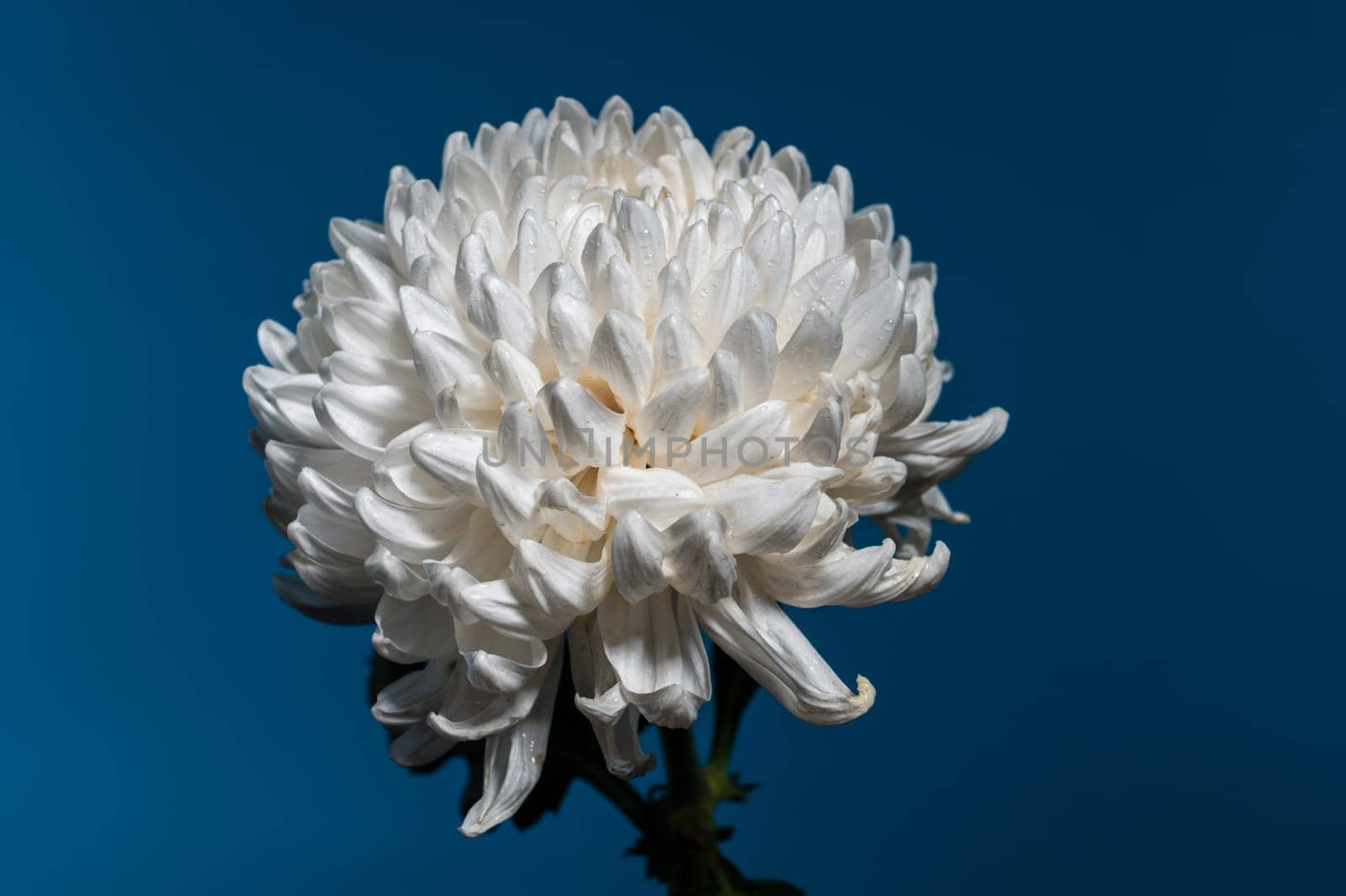 White chrysanthemum flower on a blue background. Flower head close-up