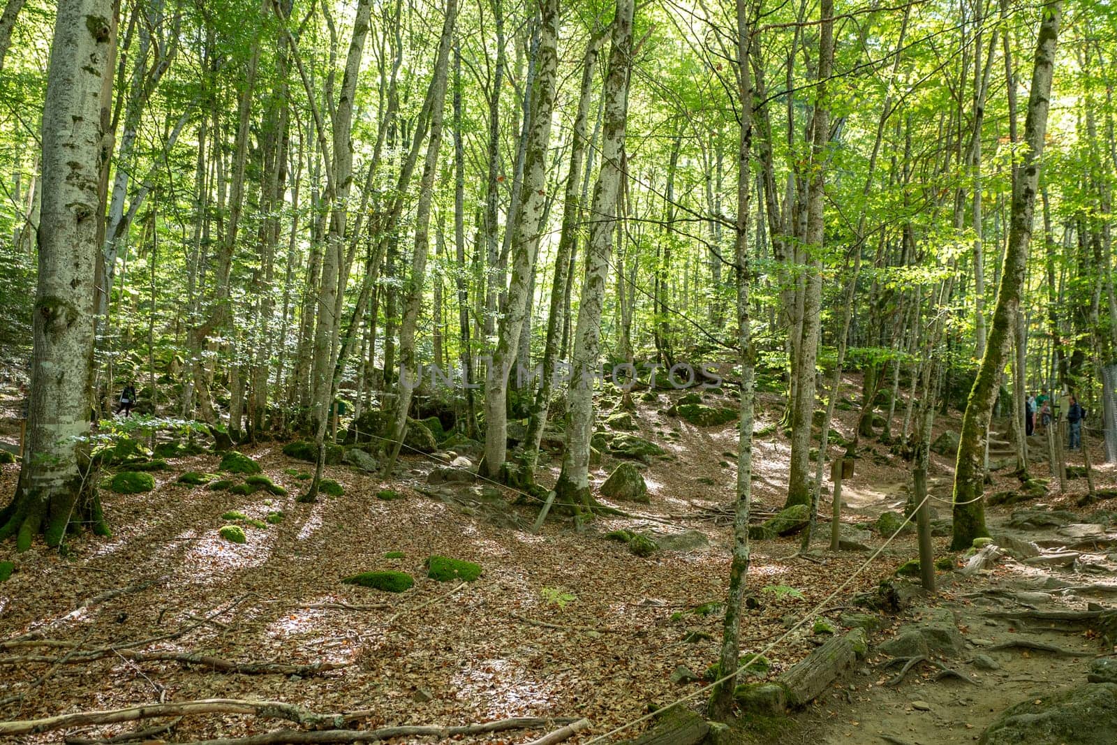 Forests in the Orlu National Wildlife Reserve, in Ariège, the Maison des Loups in France by martinscphoto