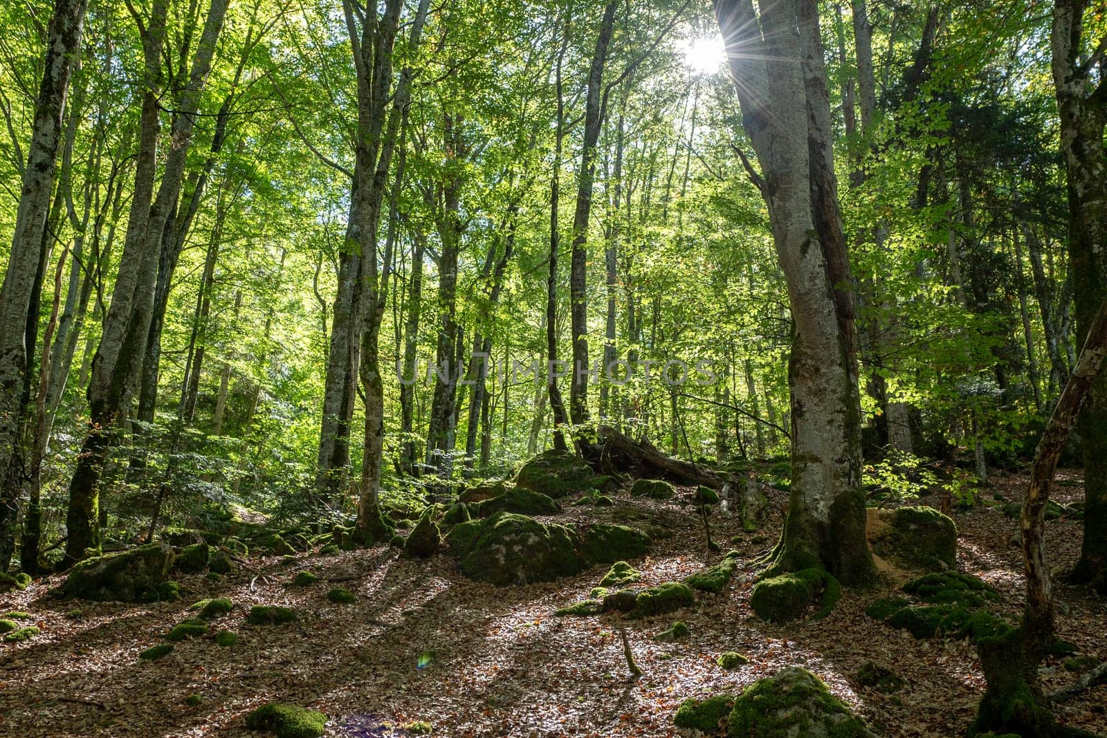 Forests in the Orlu National Wildlife Reserve, in Ariège, the Maison des Loups in France by martinscphoto