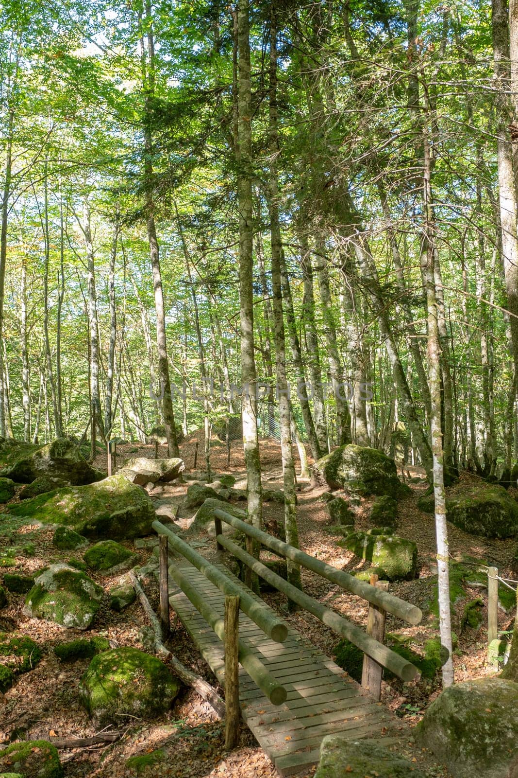 Forests in the Orlu National Wildlife Reserve, in Ariège, the Maison des Loups in France by martinscphoto