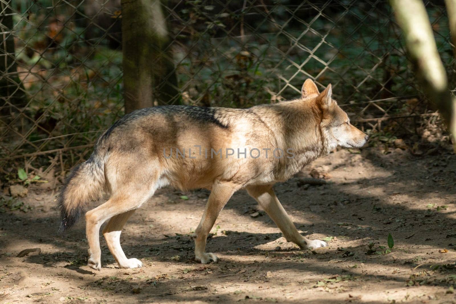 Polish wolves in the Orlu National Wildlife Reserve in Ariège, the Maison des Loups in France.