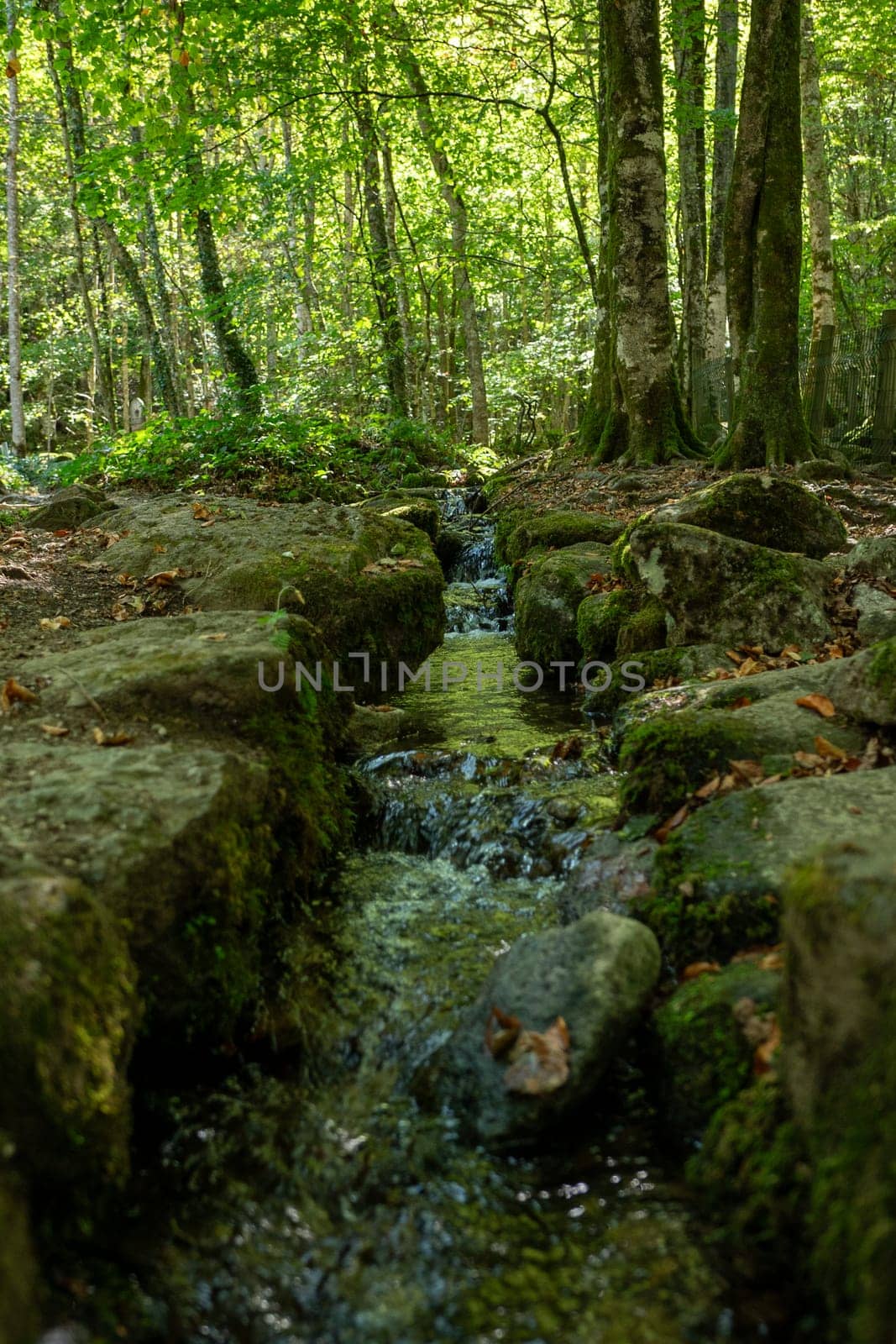 Forests in the Orlu National Wildlife Reserve, in Ariège, the Maison des Loups in France.