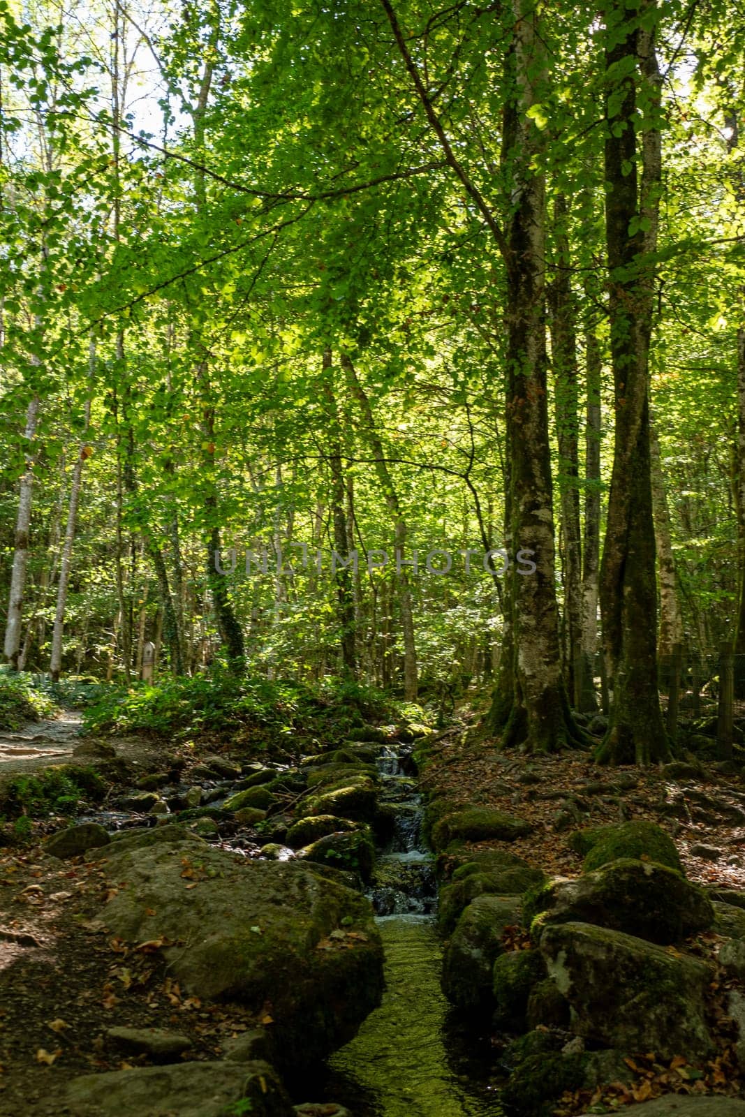 Forests in the Orlu National Wildlife Reserve, in Ariège, the Maison des Loups in France.