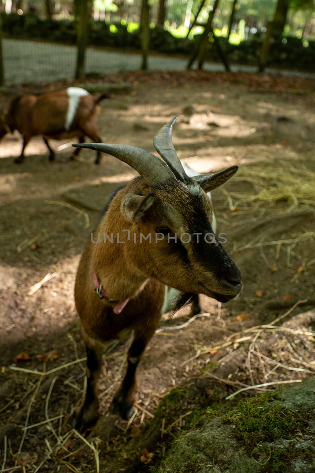 Goats in the Orlu National Wildlife Reserve, in Ariège, the Maison des Loups in France. by martinscphoto