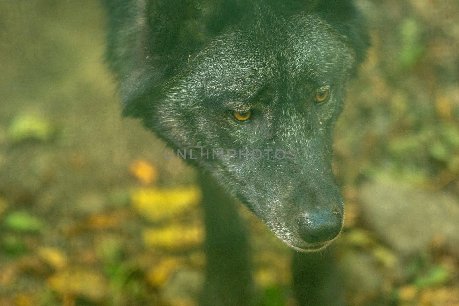 American Wolves in the Orlu National Wildlife Reserve, in Ariège, the Maison des Loups in France by martinscphoto