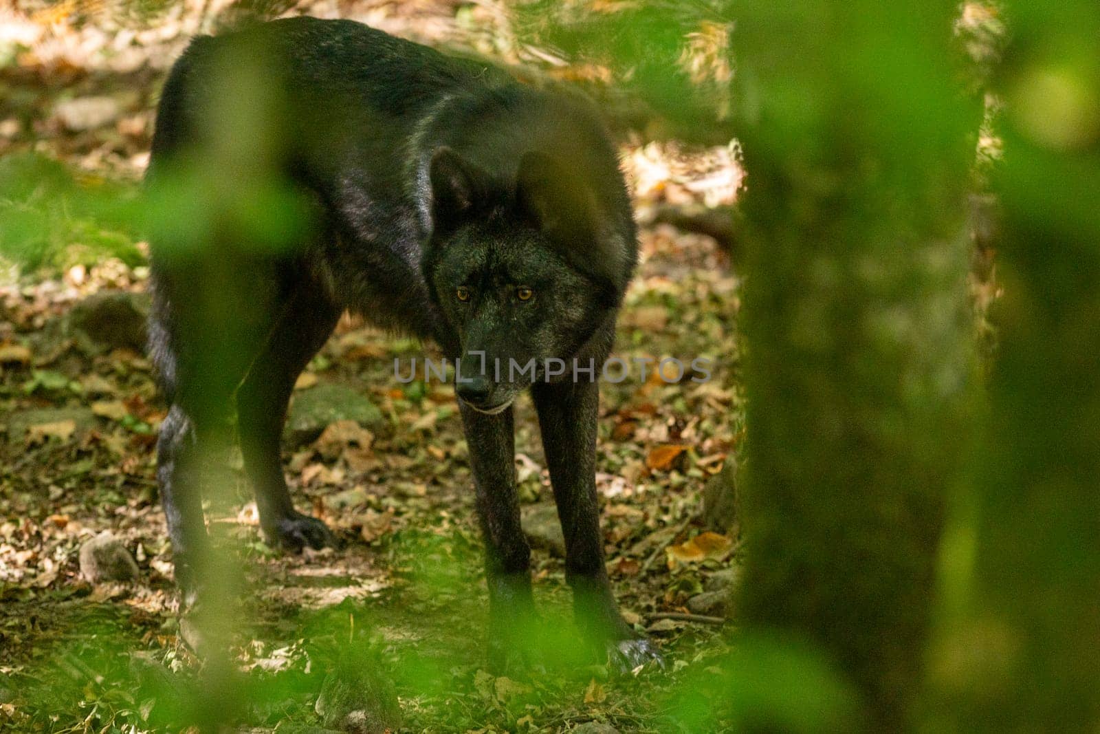 American Wolves in the Orlu National Wildlife Reserve, in Ariège, the Maison des Loups in France by martinscphoto