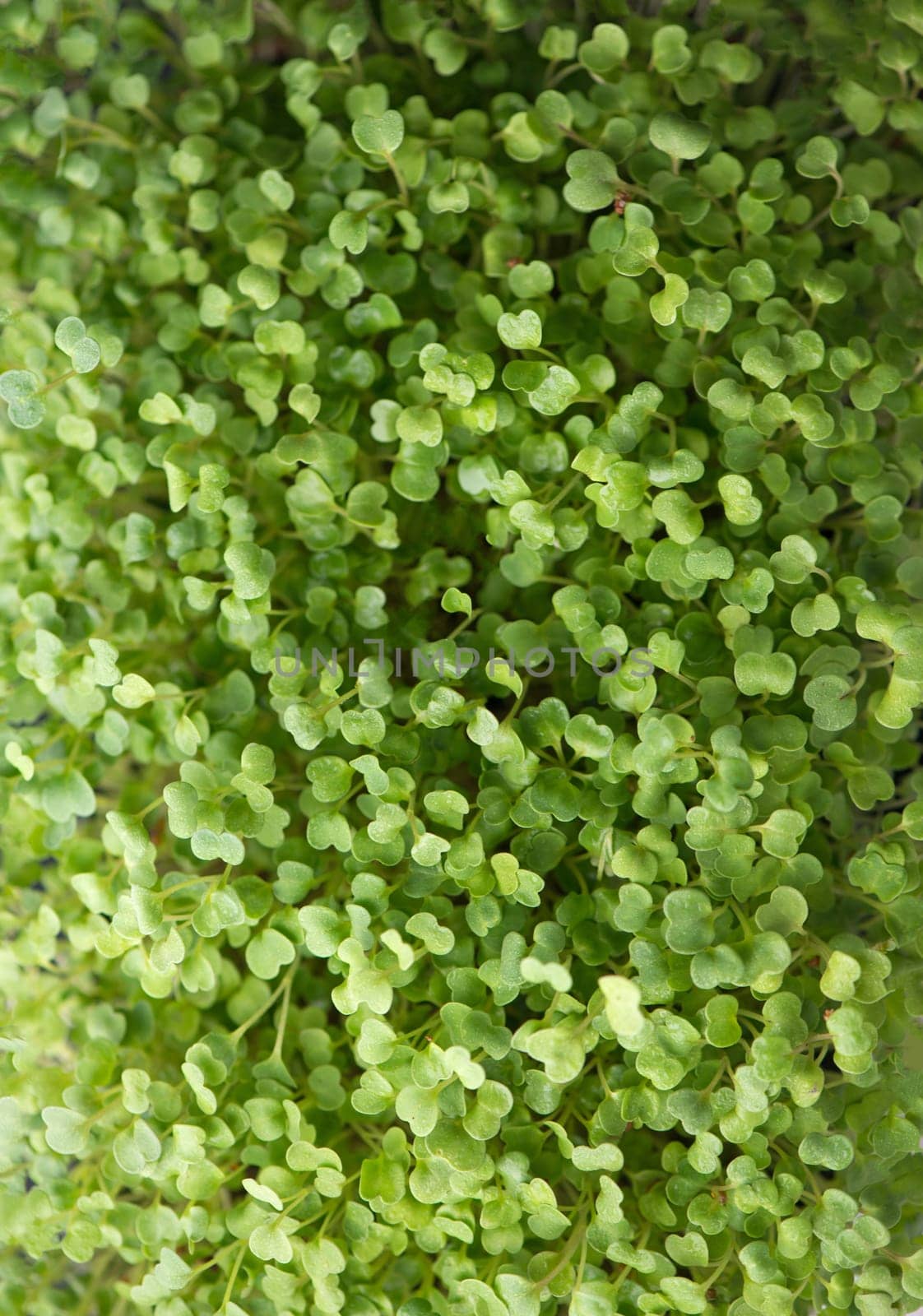 Healthy food concept, boxes with microgreens, super food. Felt board with the words Growing Microgreens.