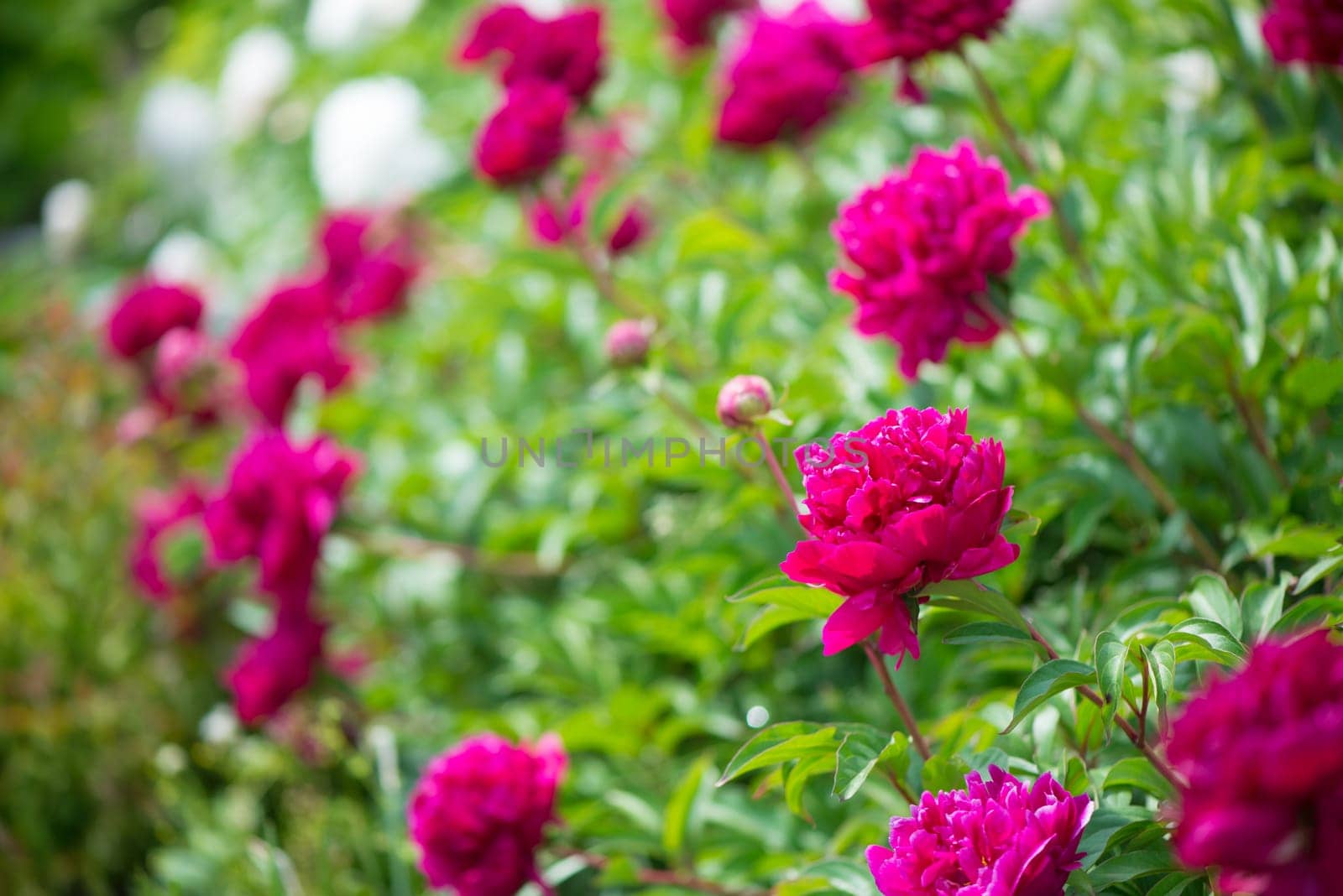The peony is pink. Beautiful pink flowers. Many peony buds. Flower grove. Home garden with lush peonies.