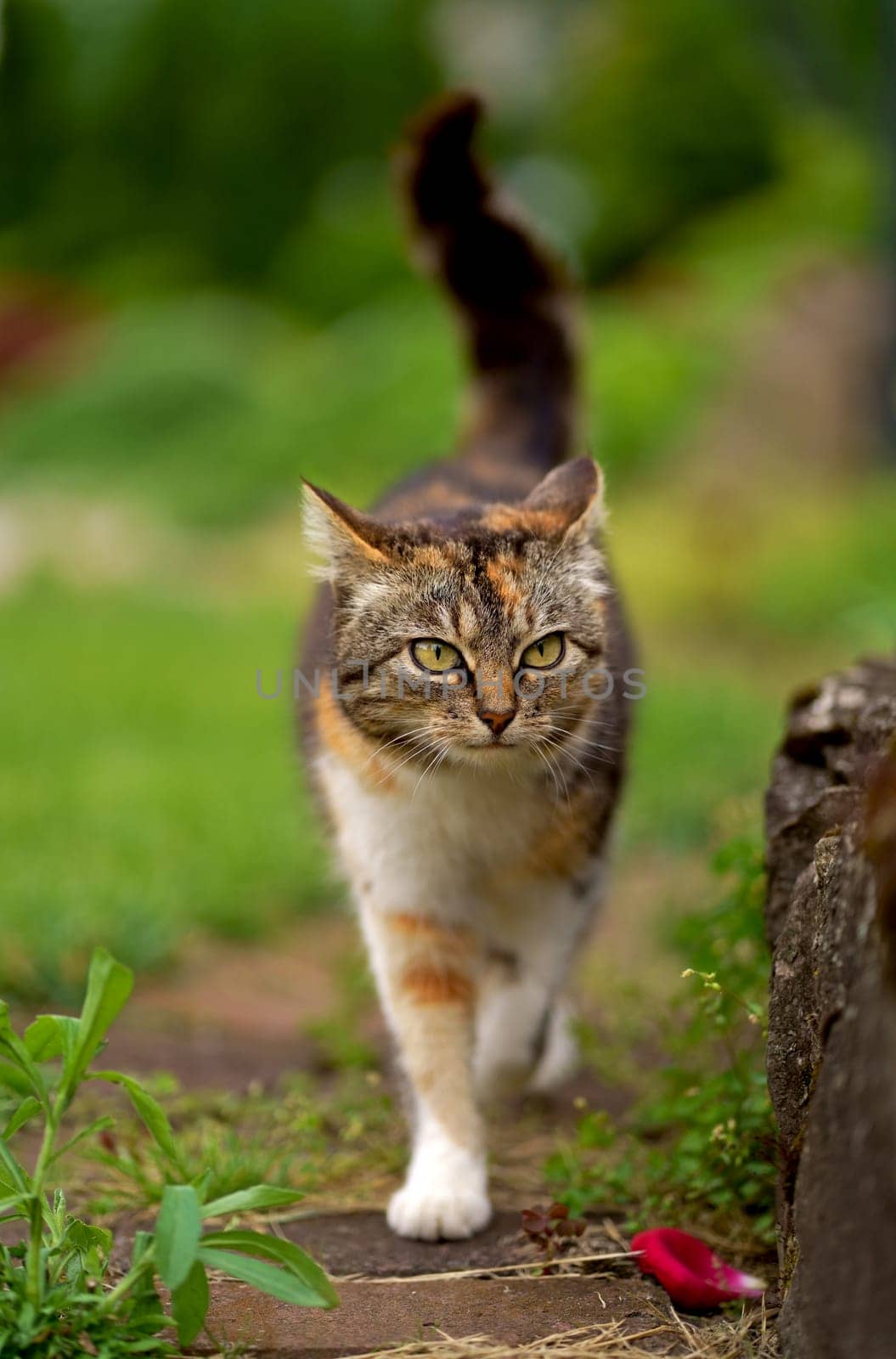 domestic cat walks in the garden. A tricolor cat walks in a greenhouse.