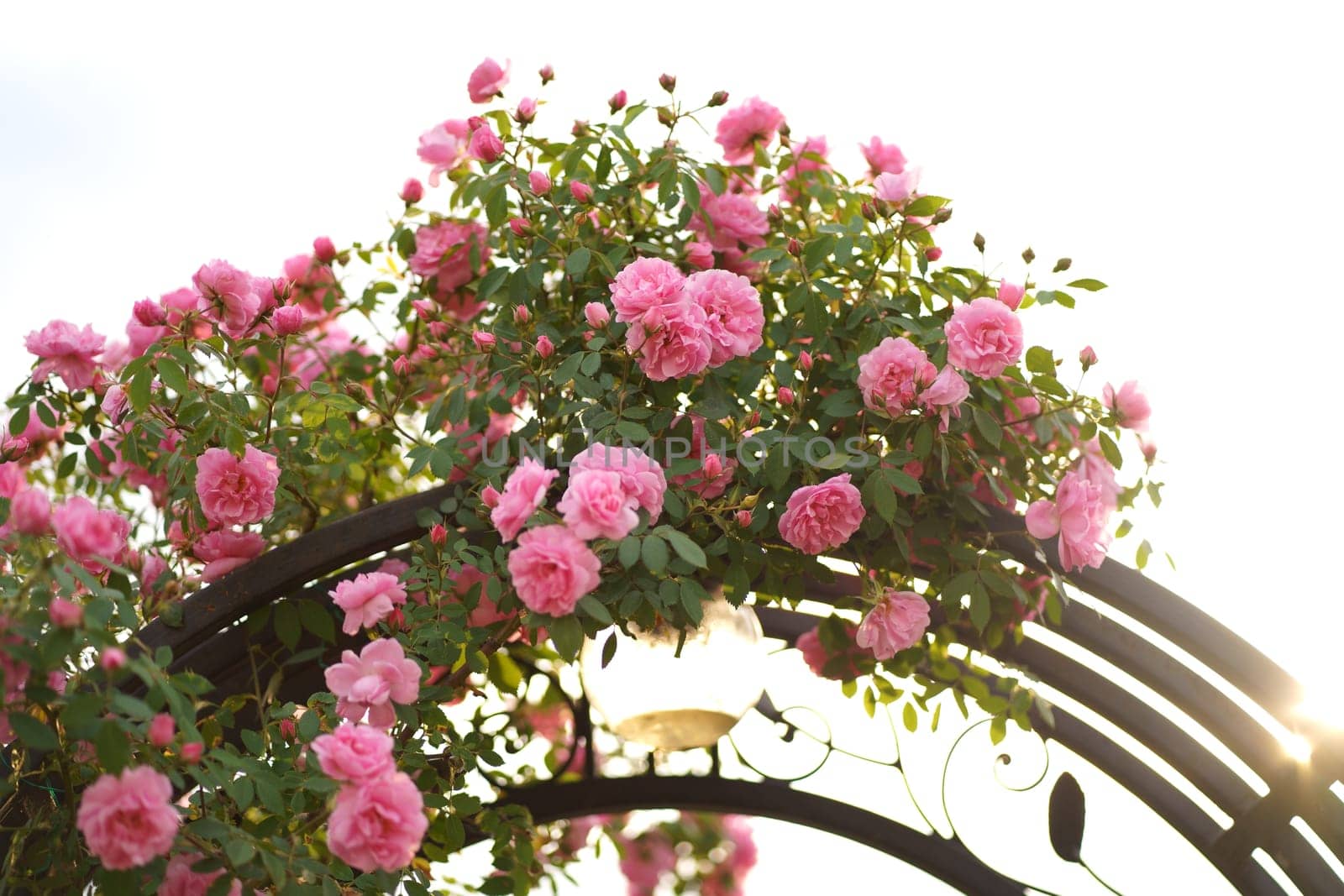Rose curly, climbing grows on a metal arch, support. Vegetation for landscape design. Fence decor in a private courtyard