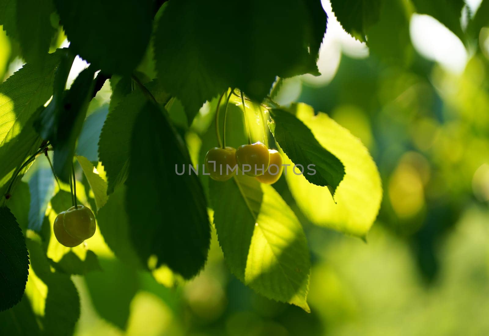 Yellow cherry berries ripen on a tree in the summer garden by aprilphoto