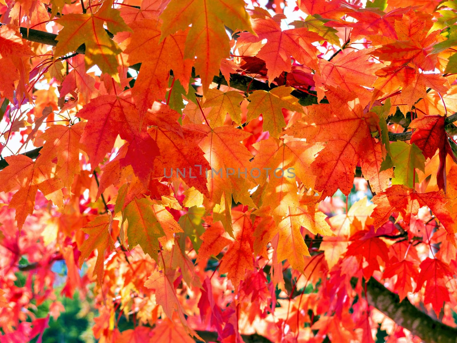 Red maple leaves lighted up with sun on autumn season by Imagenet