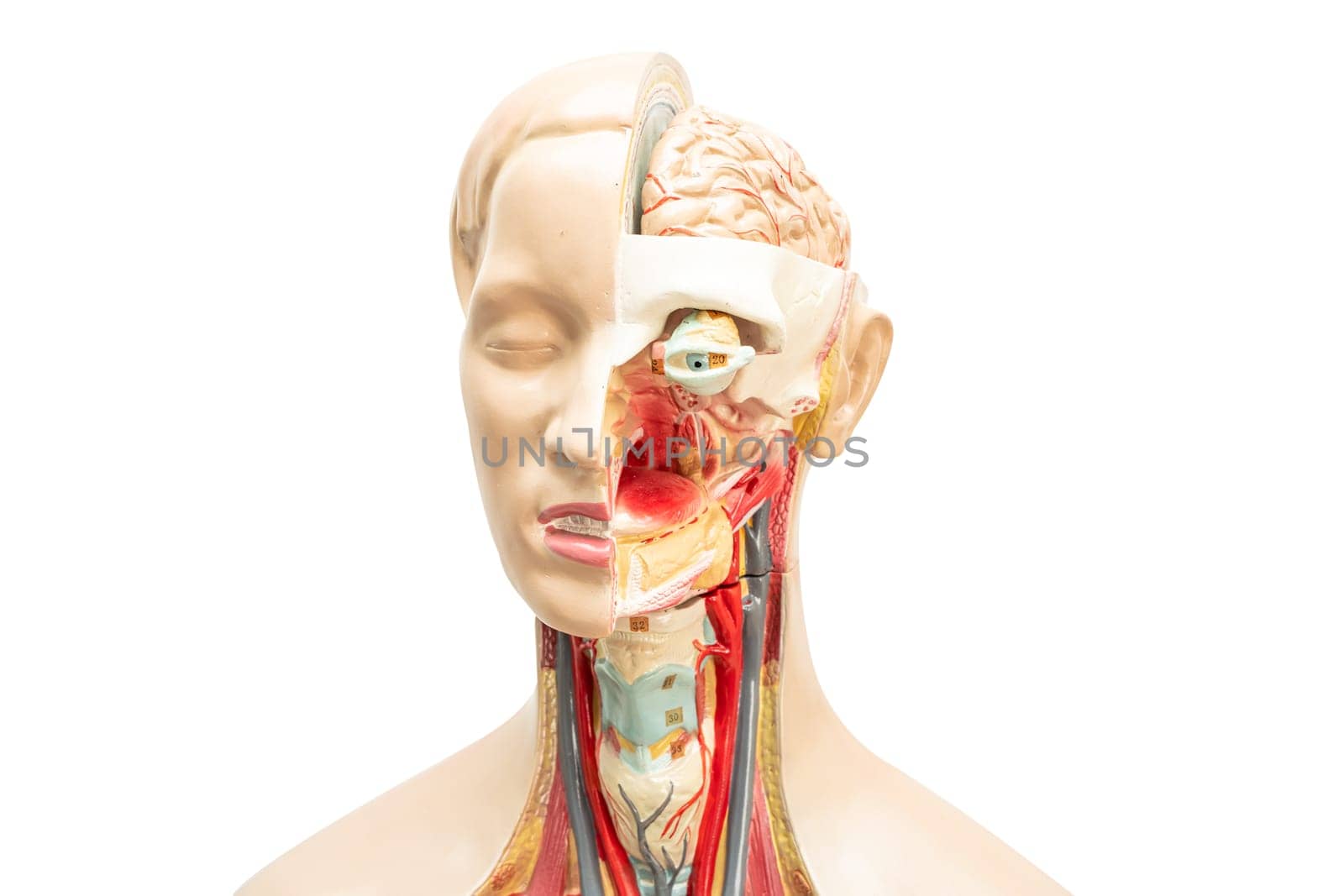 Human brain model of head anatomy for medical training course, teaching medicine education.