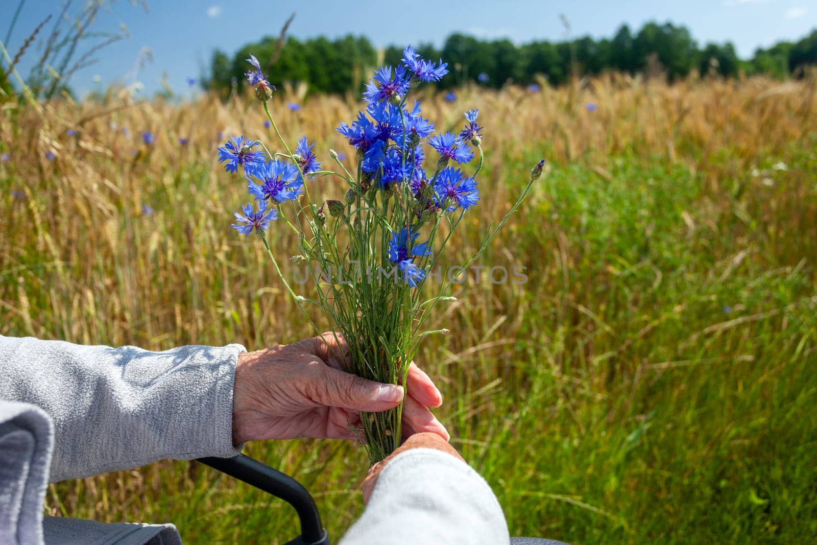 A bouquet of cornflowers in the hands of an elderly woman, outdoor view