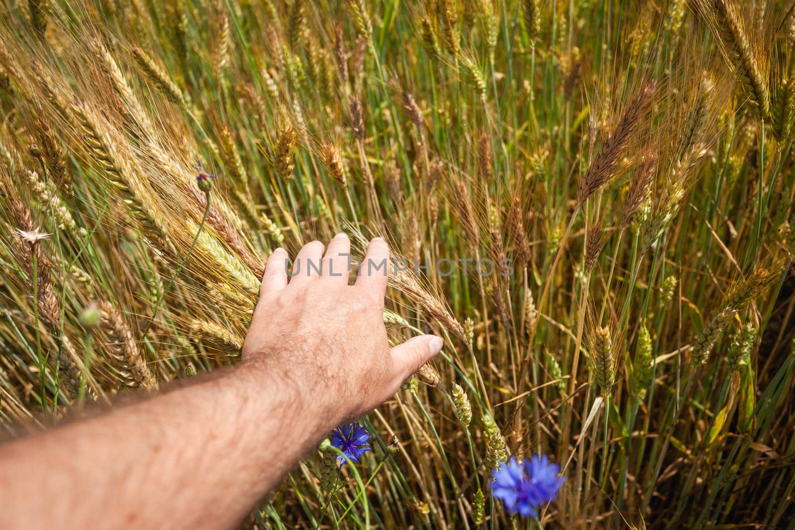 A man's hand touching ears of grain, summer day